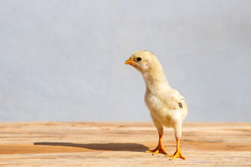 Little yellow chick on wooden table