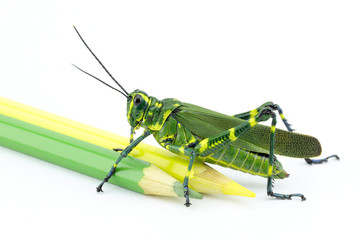 The soldier grasshopper or little Brazilian grasshopper (Chromacris speciosa), a species that represents the green and yellow, preponderant colors of the Brazilian flag.