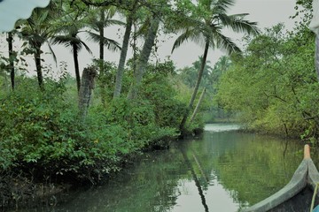 mangrooves forest