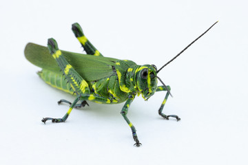 The soldier grasshopper or little Brazilian grasshopper (Chromacris speciosa), a species that represents the green and yellow, preponderant colors of the Brazilian flag.