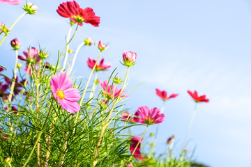 Close up pink cosmos flower with blue sky clouds and sunlight for natural background. Uprisen angle.