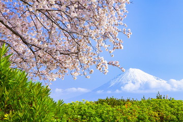 富士山と満開の桜、静岡県富士市かりがね堤にて