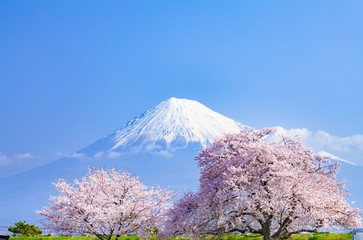 富士山と満開の桜、静岡県富士市かりがね堤にて © photop5