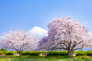 Naklejka premium 富士山と満開の桜、静岡県富士市かりがね堤にて