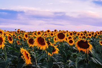 Beautiful summer countryside landscape. A field with ripe yellow sunflowers against the bright sunset sky.