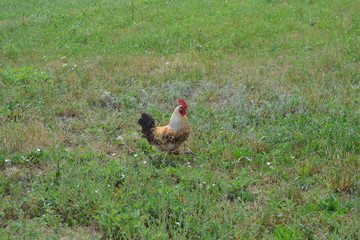 Rooster walking on the green grass