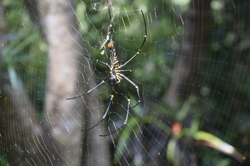 Black Spider with web
