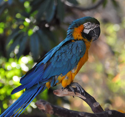 Perched Macaw