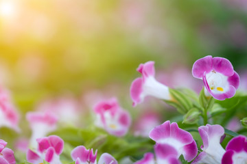 Close up purple and white flower on blurred greenery leaves with yellow sunlight in public park and morning time. Freshness concept,