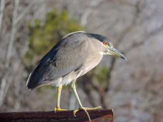 bird