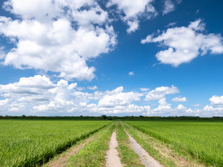 Fototapeta na wymiar 農道と夏の雲