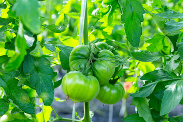 まだ緑色のトマト