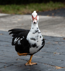 Black, white, and red female muscovy duck hopping on a grey sidewalk is living a healthy life in spite of a disabled right leg.