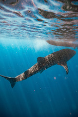 Whale Shark in Hawaii