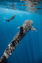 Whale Shark Magic