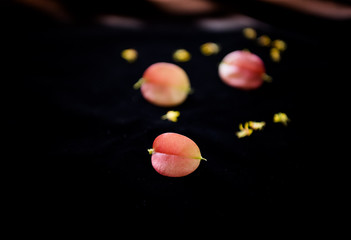 The falling fruit of Koelreuteria Paniculata