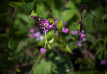Decorative red beans of fire on a white fence. Vertical gardening