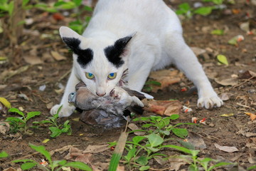 Cat are hunting and eating bird in the woods.