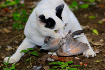 Cat are hunting and eating bird in the woods.