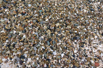 Background of small stones and shells - 242931246