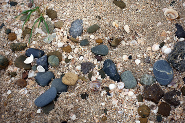 Pebbles and shells on the sand - 242931252