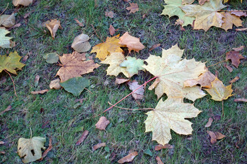 Autumn leaves lie on the grass - 242931277