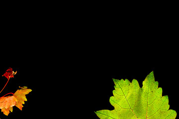 Grape leaf on black background