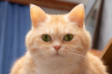 Close-up portrait of a cute fat serious cream tabby cat with green eyes, looking directly into the camera