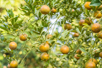 Orange garden,Fresh orange fruit in the orchard over blur orange leaves background and morning sun light,
