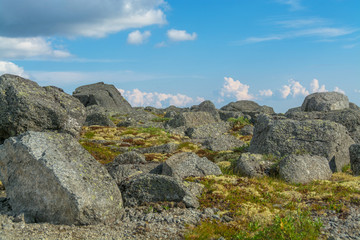The summer vegetation in the mountain tundra