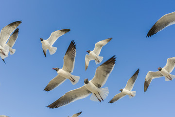 Texas Coast Seagulls