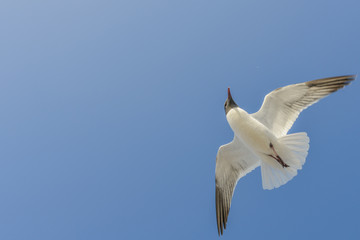 Texas Coast Seagulls