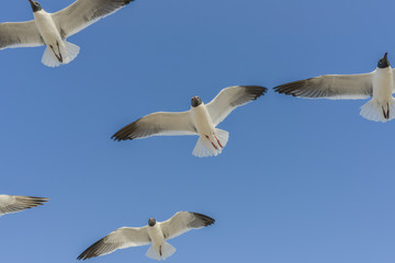 Obraz premium Texas Coast Seagulls