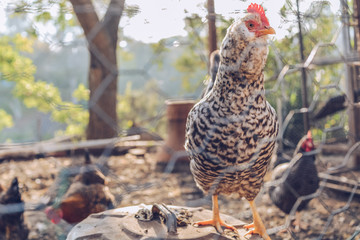 San Diego Chickens