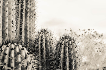 Sedona Arizona © Hank + Tank