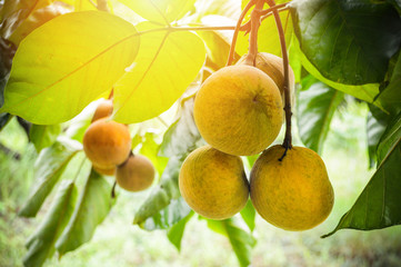 santol fruits on tree / green raw of santol tropical fruit on the tree in the garden fruit