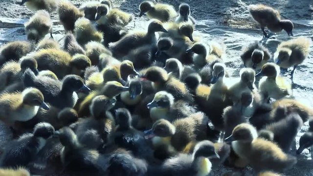 Free range ducklings scrabble for food. These ducklings will live most of their waking lives running free in fallow rice fields.