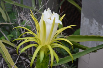flor de pitahaya