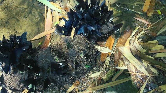 A large swarm of butterflies, mostly (Papilio memnon agenor) The Great Mormon, gather around some elephant excreta next to a jungle stream. Pan from right to left from above.