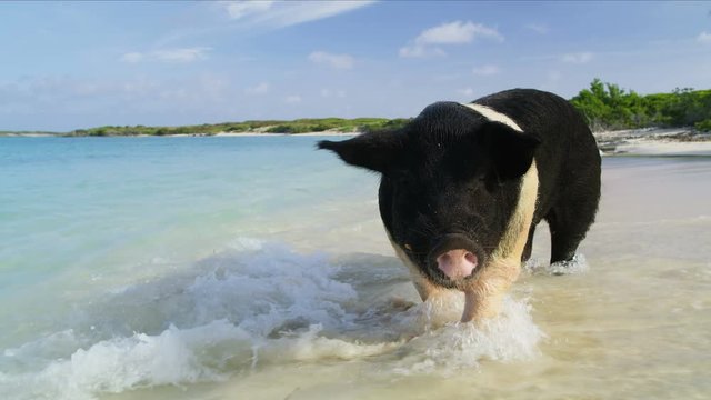 Wild pig paddling tropical Caribbean paradise ocean 