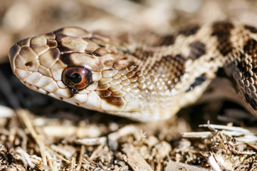 Adult Pacific Gopher Snake (Pituophis catenifer catenifer) head. Ed Levin County Park, Santa Clara County, California, USA.