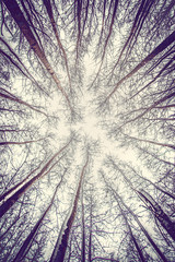 forest ceiling