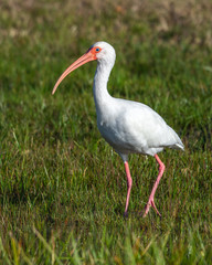 A white ibis enjoying a sunny morning!