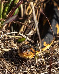 Banded watersnake along the nature trail in Pearland!