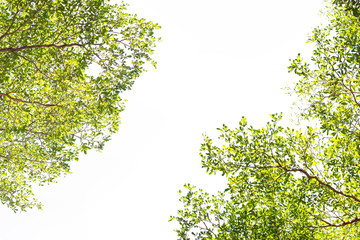 green leave frame on white background with copy space
