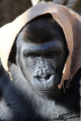 Fototapeta na wymiar Gorilla with sack on head