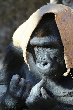 Gorilla With Sack On Head 