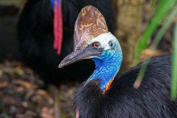 Close up view of the head of a Southern Cassowary or Casuarius casuarius in Australia