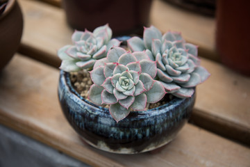 Succulent plants