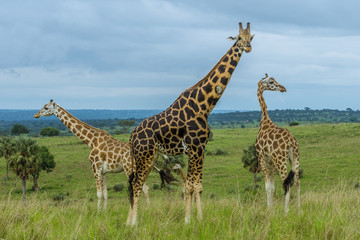 Group of giraffe with green landscape in Uganda